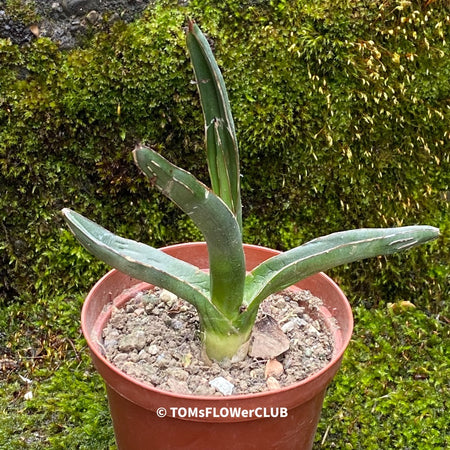 Sun loving succulent plant Agave pintilla for sale by TOMsFLOWer CLUB.