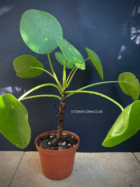 Pilea peperomioides on stem, organically grown tropical plants for sale at TOMsFLOWer CLUB.