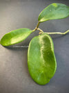 Hoya meliflua, Steckling, cutting, organically grown tropical hoya plants for sale at TOMsFLOWer CLUB, Wachsblume, Voskovka,