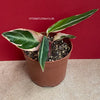 Calathea TrioStar, organically grown tropical plants for sale at TOMsFLOWer CLUB.