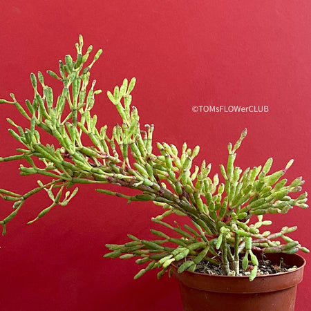 Hatiora Salicornioides, organically grown succulent plants for sale at TOMs FLOWer CLUB.