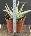 Aloe Rauhii Snow Flake, organically grown succulent plants for sale at TOMs FLOWer CLUB.