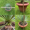 Yucca Rostrata, organically grown succulent plants for sale at TOMsFLOWer CLUB.