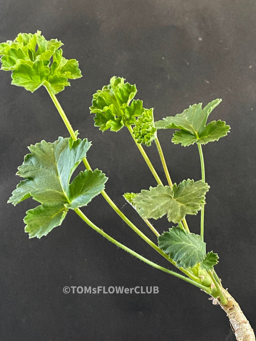 Pelargonium Gibbosum, burgundy-pink flowering, organically grown plants for sale at TOMsFLOWer CLUB.