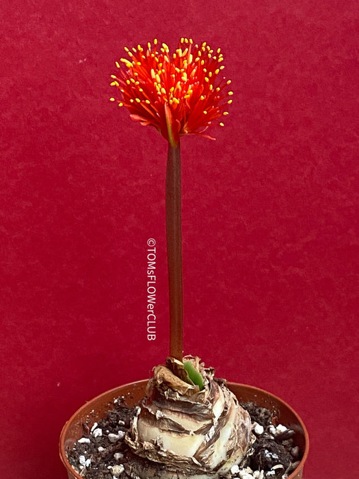Haemanthus Coccineus, organically grown succulent plants for sale at TOMsFLOWer CLUB.