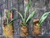 Staghorn fern Platycerium bifurcatum care Fern for mounting for sale Staghorn fern care tips Indoor fern plant Platycerium bifurcatum propagation Mounting a Platycerium bifurcatum Fern for vertical gardens Platycerium bifurcatum wall mount Platycerium bifurcatum hanging fern Fern for tropical gardens Platycerium bifurcatum epiphytic fern Unique fern plant Platycerium bifurcatum natural habitat Fern for humidity-loving plants Platycerium bifurcatum for terrariums Fern for decorative displays TOMs FLOWer CLUB