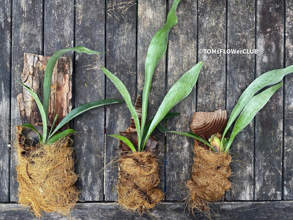 Staghorn fern Platycerium bifurcatum care Fern for mounting for sale Staghorn fern care tips Indoor fern plant Platycerium bifurcatum propagation Mounting a Platycerium bifurcatum Fern for vertical gardens Platycerium bifurcatum wall mount Platycerium bifurcatum hanging fern Fern for tropical gardens Platycerium bifurcatum epiphytic fern Unique fern plant Platycerium bifurcatum natural habitat Fern for humidity-loving plants Platycerium bifurcatum for terrariums Fern for decorative displays TOMs FLOWer CLUB