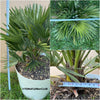 Chamaerops Humilis Vulcano, dwarf palm tree, Zwergpalme, organically grown tropical plants for sale at TOMsFLOWer CLUB