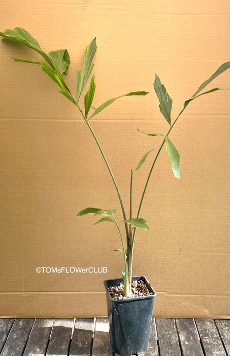 Caryota Mitis, Fishtail palm, Fischschwanzpalme, organically grown tropical plants for sale at TOMsFLOWer CLUB.