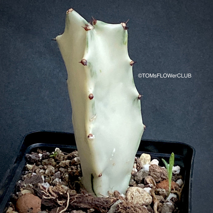 Euphorbia lactea "alba" II