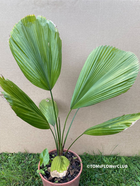 Licuala grandis, Vanuatu Palmtree, organically grown tropical plants for sale at TOMsFLOWer CLUB.