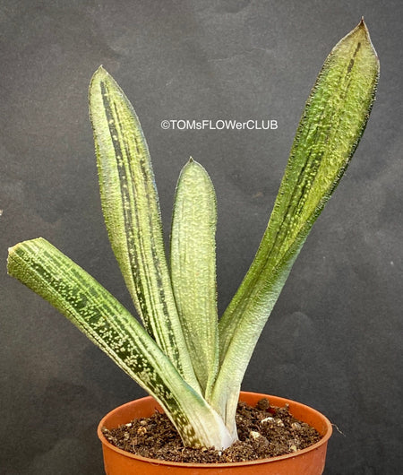 Gasteria Little Warty, organically grown succulent plants for sale at TOMsFLOWer CLUB.