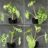 Caladium Praetermissum / Alocasia Hilo Beauty, organically grown tropical plants for sale at TOMsFLOWer CLUB.