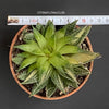 Aloe Aristata Aurea Variegata, organically grown succulent plants for sale at TOMs FLOWer CLUB.