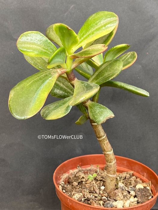 Crassula Ovata green-yellow-red variegata, organically grown sun loving succulent plants for sale at TOMsFLOWer CLUB.