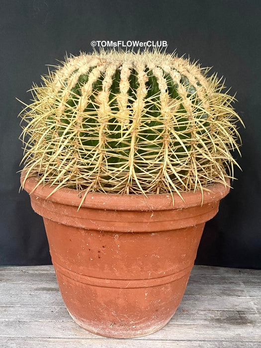 Echinocactus grusoni, organically grown succulent plants for sale at TOMsFLOWer CLUB.