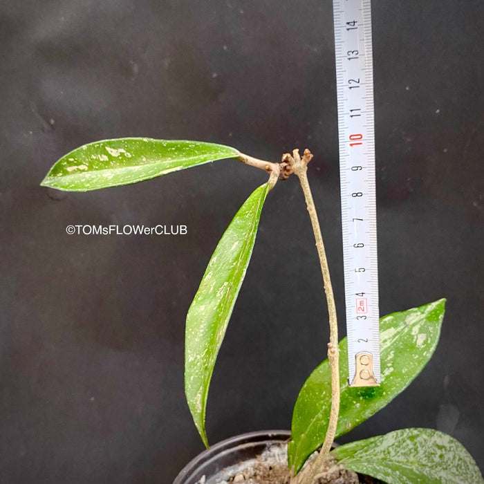 Hoya pubicalyx Silver Splash, organically grown tropical Hoya plants for sale at TOMsFLOWer CLUB.