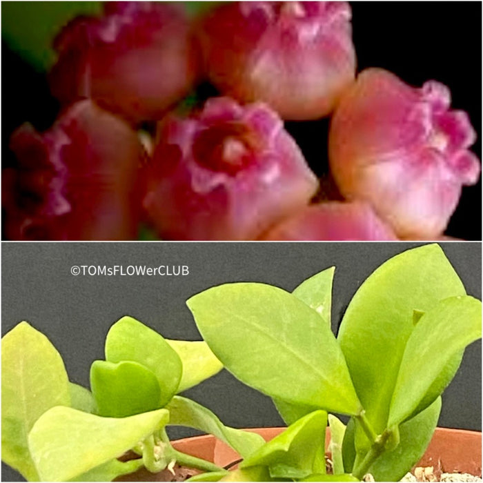 Hoya heuschkeliana pink, organically grown tropical hoya plants for sale at TOMsFLOWer CLUB.