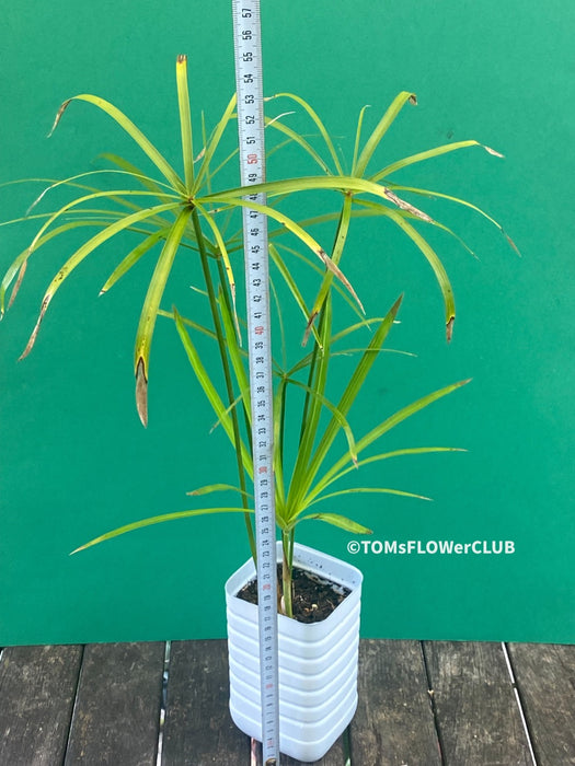 Cyperus Alternifolius, Zyperngras, Zyperns, Papyrus, Katzengras, organically grown tropical plants for sale at TOMsFLOWer CLUB.