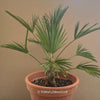 Trachycarpus wagnerianus in clay pot, palm tree, organically grown plants for sale at TOMs FLOWer CLUB.