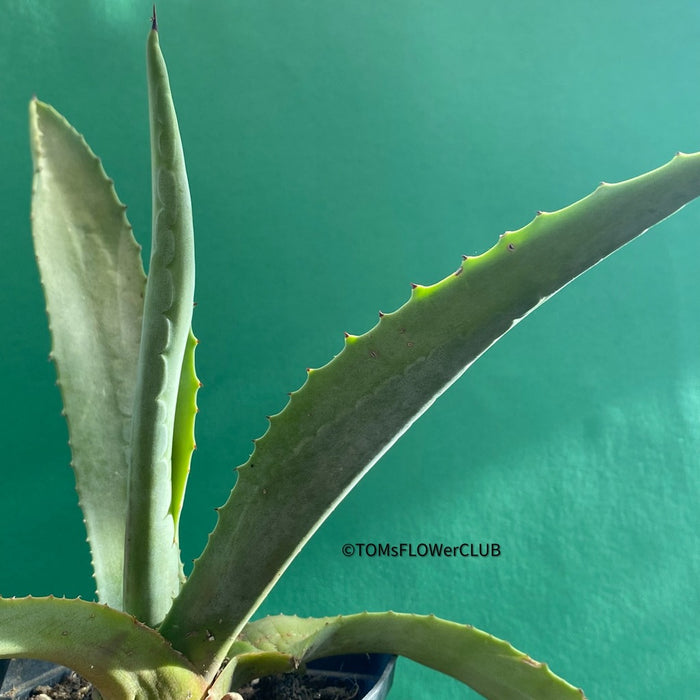Sun loving succulent plant Agave Americana by TOMsFLOWer CLUB