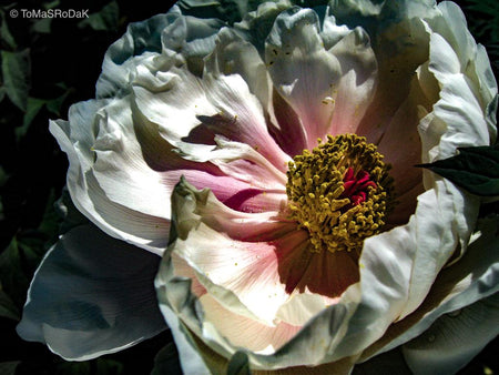 White peony in blossom, still life floral art photography by Tomas Rodak, photo behind the acrylic glas made by White Wall / LUMAS; offered for sale by TOMs FLOWer CLUB.