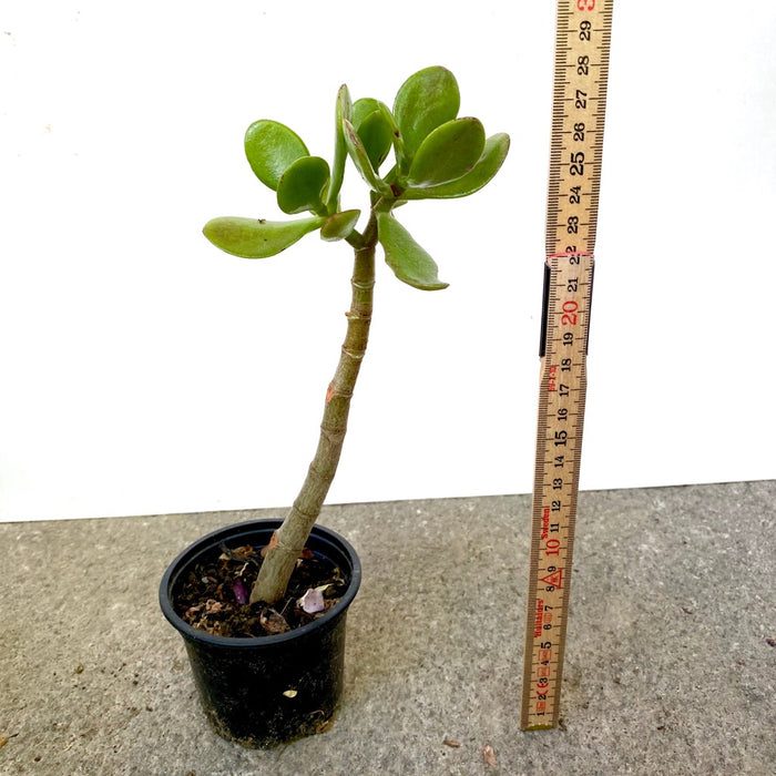 Bonsai Tree, Crassula Ovata, organically grown sun loving succulent plants for sale at TOMsFLOWer CLUB.