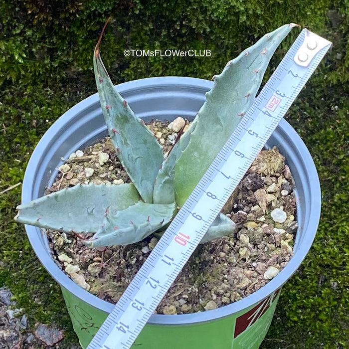Agave Gentryi, sun loving and hardy succulent plant for sale at TOMsFLOWer CLUB.
