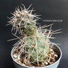 Tephrocactus Alexanderi, organically grown succulent plants for sale at TOMsFLOWer CLUB.