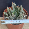 Aloe Aristata Albo Variegata, organically grown succulent plants for sale at TOMs FLOWer CLUB.