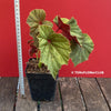 Begonia Grandis Evansiana Sapporo, organically grown tropical plants for sale at TOMs FLOWer CLUB.
