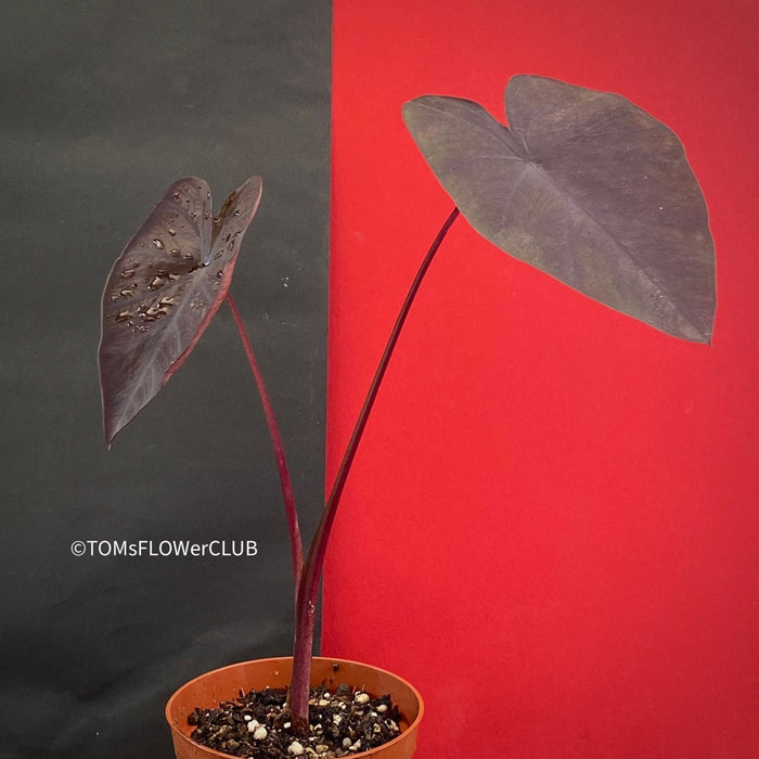 Colocasia Esculenta Black Magic, organically grown tropical plants for sale at TOMsFLOWer CLUB.