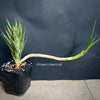 Sansevieria francisii, organically grown succulent plants for sale at TOMsFLOWer CLUB.