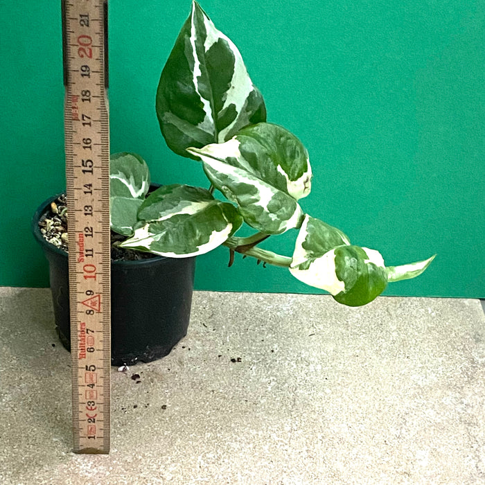 Epipremnum Pinnatum N'Joy