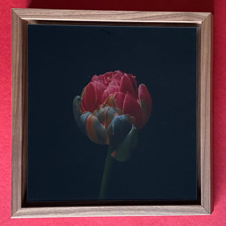 Photo Picture Tulip by Tomas Rodak, 25 x 25cm, framed, for sale at TOMs FLOWer CLUB.