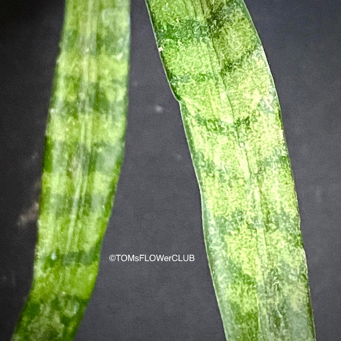 Sansevieria Parva, organically grown succulent plants for sale at TOMsFLOWer CLUB.