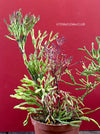 Hatiora Salicornioides, organically grown succulent plants for sale at TOMs FLOWer CLUB.