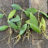 Hoya gracilis, Cutting, Steckling, Wachsblume, Voskovka, organically grown tropical hoya plants for sale at TOMsFLOWer CLUB, plant collector