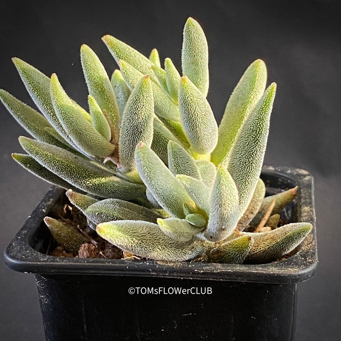 Crassula Tenelli, organically grown sun loving succulent plants for sale at TOMsFLOWer CLUB.