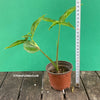 Syngonium Angustatum, organically grown tropical plants for sale at TOMsFLOWer CLUB.