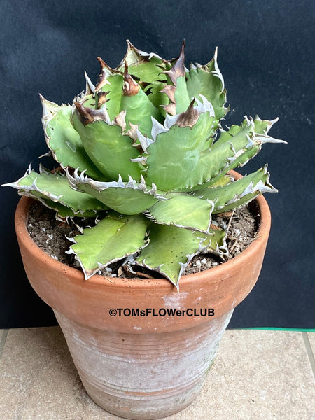 Agave Titanota - Gentry-Form, sun loving succulent plants for sale by TOMsFLOWer CLUB.