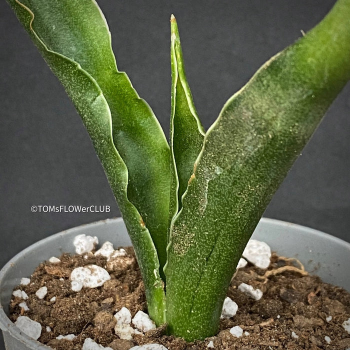 Sansevieria Katana, organically grown succulent plants for sale at TOMsFLOWer CLUB.