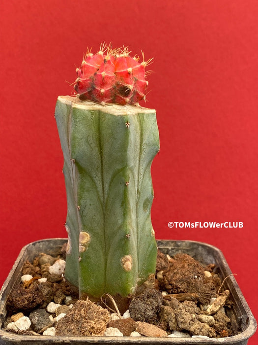 Gymnocalycium mihanovichii red-black, grafted, organically grown succulent plants and cactus for sale at TOMsFLOWer CLUB.