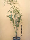 Dypsis decaryi / triangle palm tree, organically grown plants for sale at TOMs FLOWer CLUB.