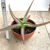 Agave Nizandensis sun loving succulent plant for sale at TOMsFLOWer CLUB