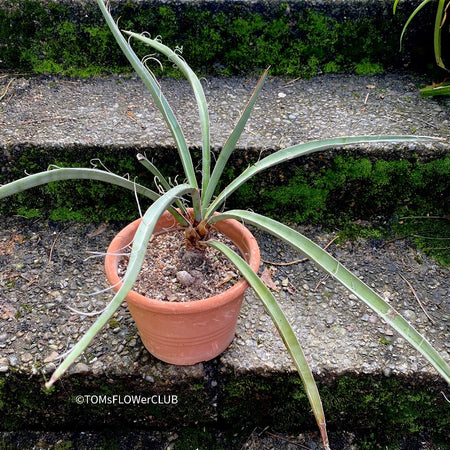 Yucca Baccata, organically grown succulent plants for sale at TOMsFLOWer CLUB.