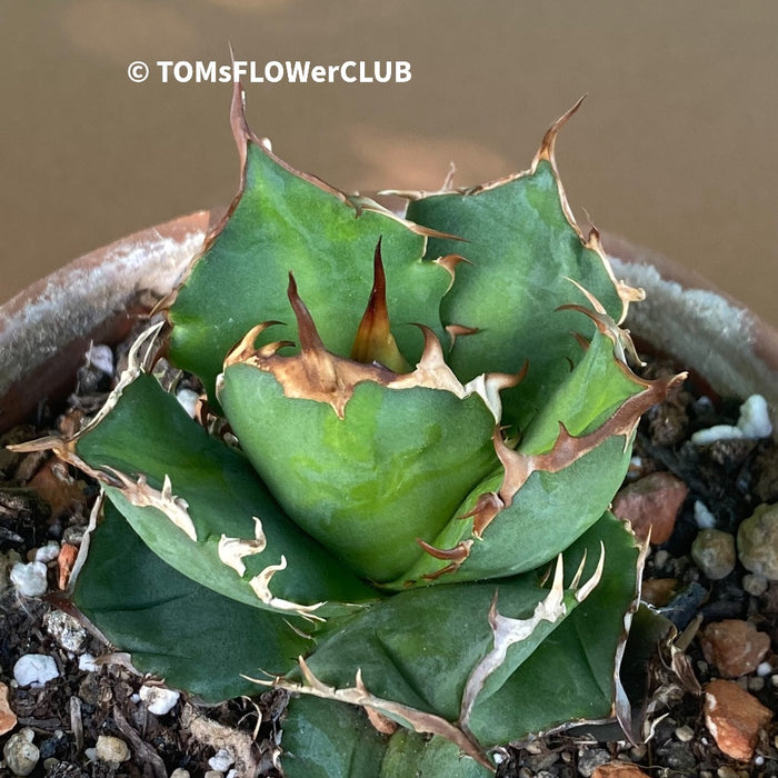 Agave Titanota, sun loving succulent plants for sale by TOMsFLOWer CLUB.