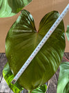 Homalomena Rubescens, organically grown tropical plants for sale at TOMsFLOWer CLUB.