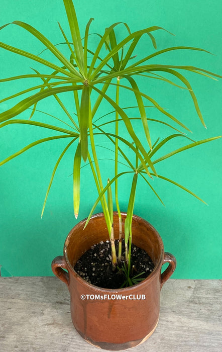 Cyperus Alternifolius in ceramic pot, Papyrus, Zyperngras, organically grown tropical plants for sale at TOMsFLOWer CLUB, cat friendly plant, Katzenfreundlich