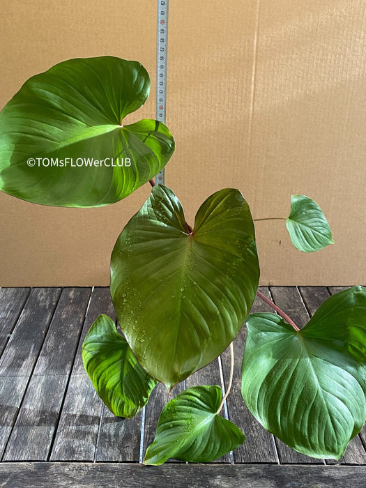 Homalomena Rubescens, organically grown tropical plants for sale at TOMsFLOWer CLUB.